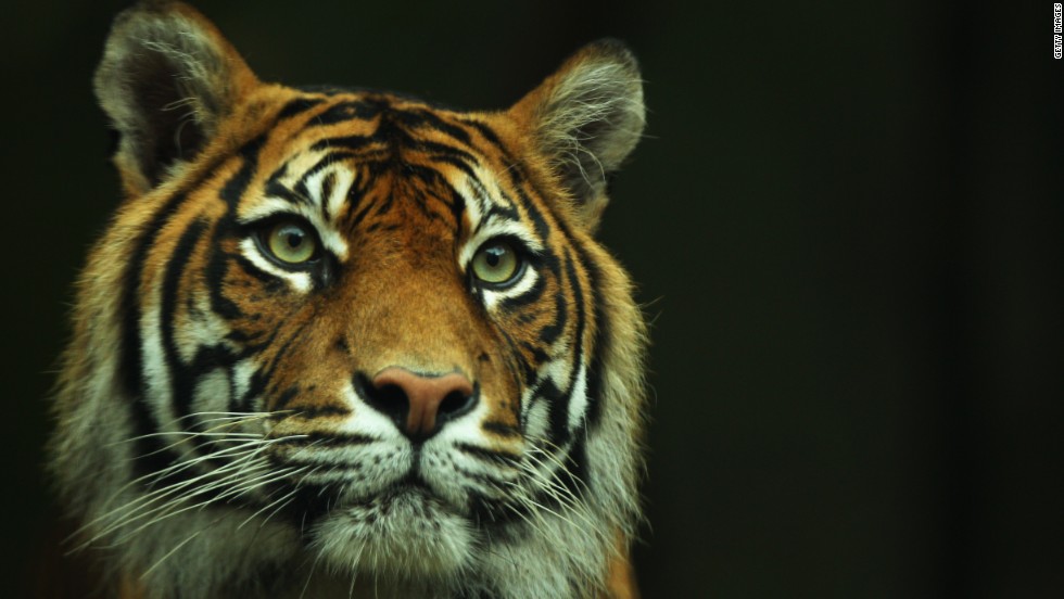 are seen on display at Taronga Zoo on October 25, 2011 in Sydney, Australia. The Sumatran tiger cubs, born in August to mother Jumilah, will meet the public for the first time this week.