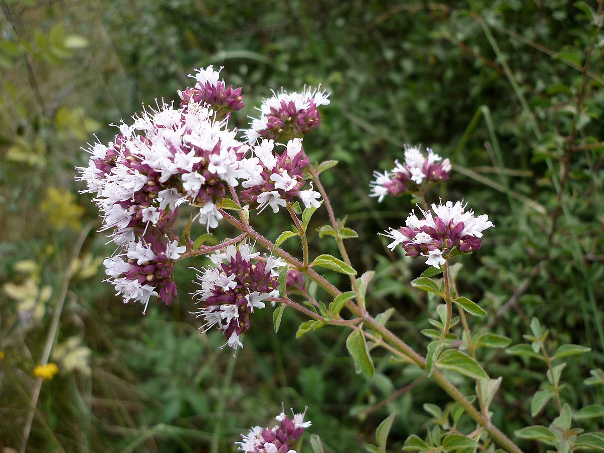 Essential Oils - Oregano | Life of Mjau